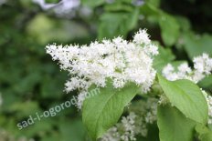 Сирень Амурская Syringa amurensis