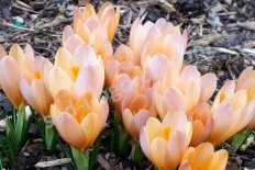 Крокус Люцифер Crocus Lucifer