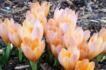 Крокус Люцифер Crocus Lucifer