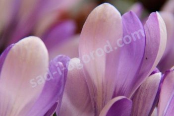Крокус ботанический Ялта Crocus Botanical Yalta