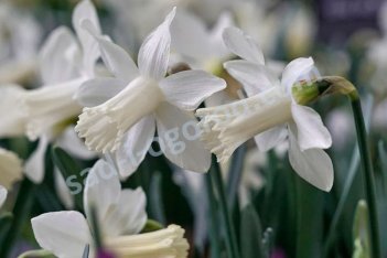 Нарцисс трубчатый Сноу Бэби Narcissus Snow Baby