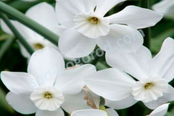 Нарцисс Хит мелкокорончатый Narcissus Xit