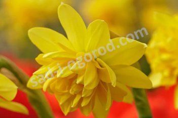 Нарцисс махровый Тет Букле Narcissus Tete Bouclé