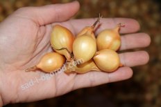 Лук-севок Сеншуй Елоу Глоб Allium Senshyu Yellow Globe