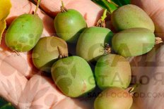 Актинидия аргута Вейки Actinidia arguta Weiki F