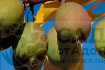 Актинидия аргута Weiki F