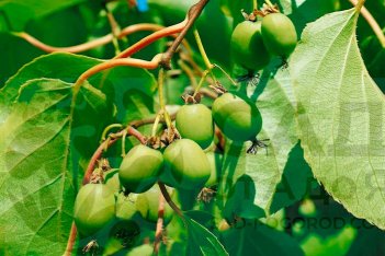 Актинидия аргута Weiki F