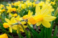 Нарцисс Тет-а-Тет трубчатый Narcissus Tête à Tête