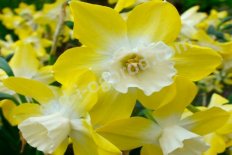 Нарцисс жонкиллиевый Пипит Narcissus Pipit