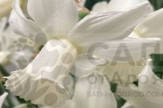 Нарцисс Леди Мадонна Narcissus Lady Madonna