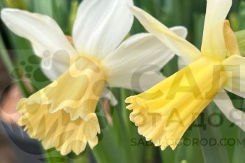 Нарцисс Леди Мадонна Narcissus Lady Madonna в начале роспуска