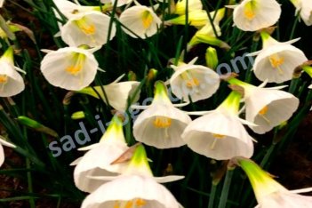 Нарцисс бульбокодиум Уаут Петтикоат Narcissus bulbocodium White Petticoat