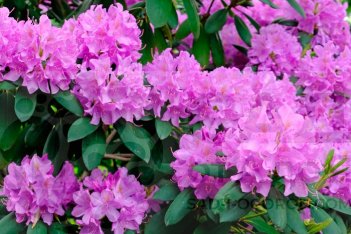Рододендрон Пиджиэм Элит Rhododendron Pjm elite 
