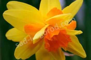 Нарцисс Дабл Ицим махровый Narcissus Double Itzim