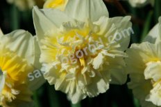 Нарцисс махровый Айс Кинг Narcissus Ice King