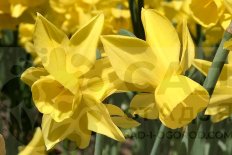 Narcissus Санлайт Сенсейшн Narcissus Sunlight Sensation