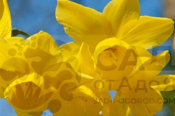 Narcissus Санлайт Сенсейшн Narcissus Sunlight Sensation