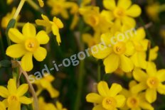 Нарцисс жонкилиевидный Беби Мун Narcissus Baby Moon