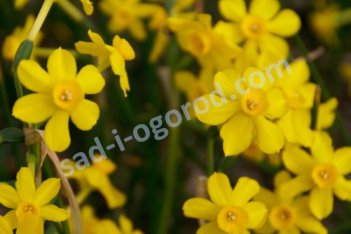 Нарцисс жонкилиевидный Беби Мун Narcissus Baby Moon