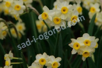 Нарцисс тацеттовидный Минноу Narcissus Minnow