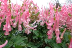 Хохлатка плотная Райская птица Corydalis solida Bird of Paradise