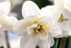 Нарцисс махровый Альбус Пленус Одоратус Albus Plenus Odoratus