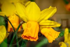 Нарцисс Джетфайр Narcissus Jetfire