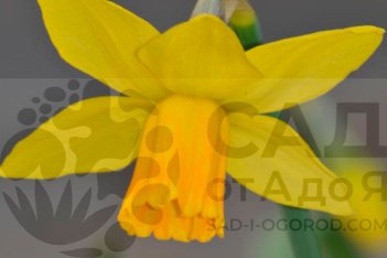 Нарцисс Джетфайр Narcissus Jetfire