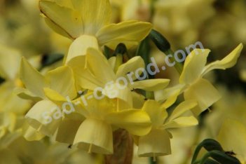 Нарцисс триандрусовый Мунлайт Сэйсейшн Narcissus Moonlight Sensation