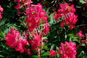 Хохлатка плотная Кантата Corydalis solida Cantate