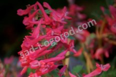 Хохлатка плотная Трансильваника Corydalis solida Transsylvanica