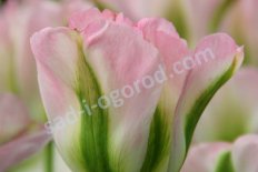 Тюльпан зеленоцветный Гренланд Tulipa Groenland