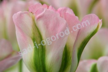 Тюльпан зеленоцветный Гренланд Tulipa Groenland