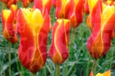 Тюльпан Клузиуса Tulipa clusiana