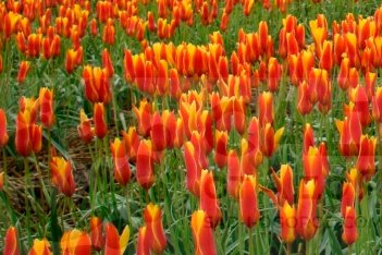 Тюльпан Клузиуса Tulipa clusiana
