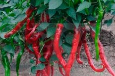 Рассада перец острый Бараний рог