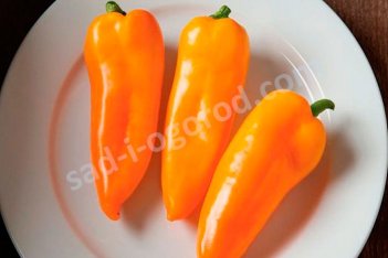 Рассада Перец сладкий Янтарь