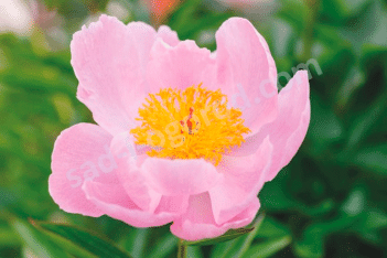 Пион молочноцветковый Нимфа Paeonia lactiflora Nymphe