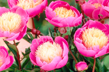 Пион молочноцветковый Боул оф Бьюти Paeonia lactiflora Bowl of Beauty