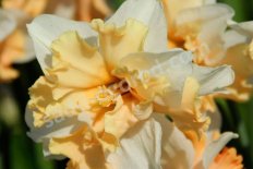 Нарцисс разрезнокорончатый Казанова Narcissus Casanova