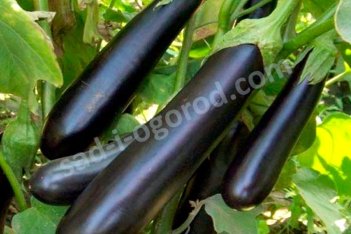 Рассада баклажанов Халиф Khalif