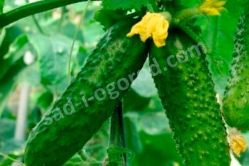 Огурец Атос рассада