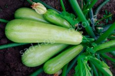 Рассада кабачок Ажур