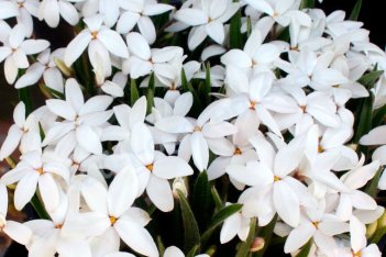 Родоксис Фейри Сноу Rhodoxis Fairy Snow
