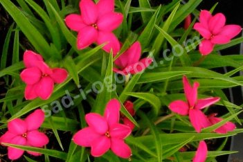 Родоксис Бладстоун Rhodoxis Bloodstone