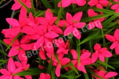 Родогипоксис миллаподобный Беверли Rhodohypoxis millioides Beverly