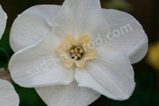 Нарцисс Си Принцесс Narcissus Sea Princess