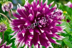 Георгина декоративная Инглэндс Глори Dahlia England's Glory