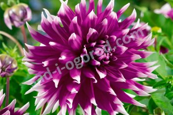 Георгина декоративная Инглэндс Глори Dahlia England's Glory