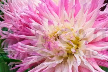 Георгина Старс Фейворит кактусовый Dahlia Star's Favourite